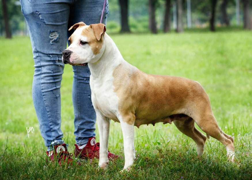 Monaco Elite Team | American Staffordshire Terrier 