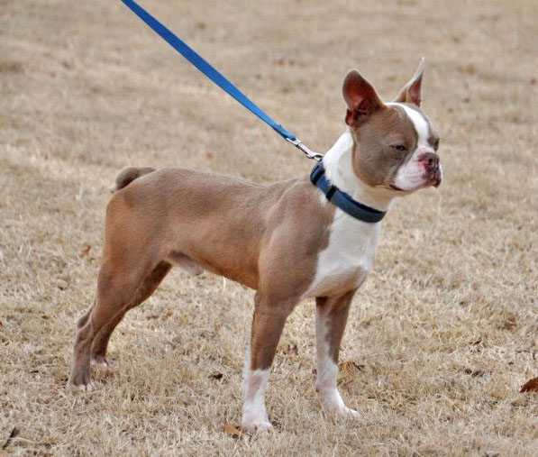 Margies Little Rascal | Boston Terrier 