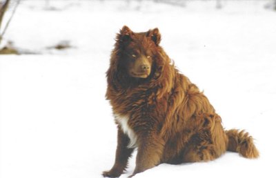 Äijänsuon Kätkärätkä | Finnish Lapphund 