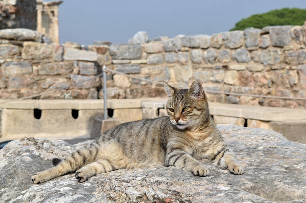 aegean cat