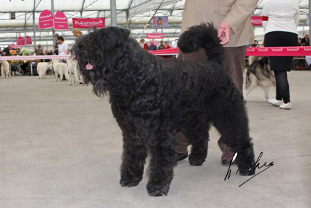 Amor Dana v.d. Vanenblikhoeve | Bouvier des Flandres 