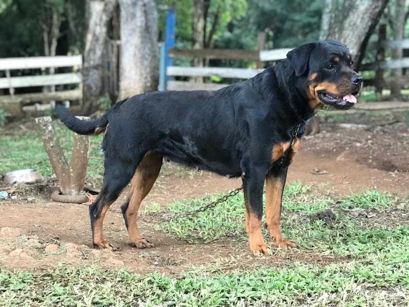 Hanna do Rio Cachimbo | Rottweiler 