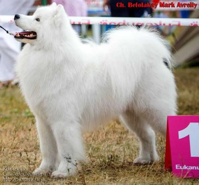 Belolakay Mark Avreliy | Samoyed 