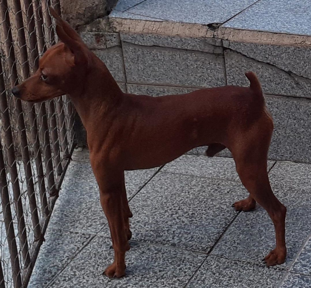 Chimmy PM do Mundurucânia | Miniature Pinscher 