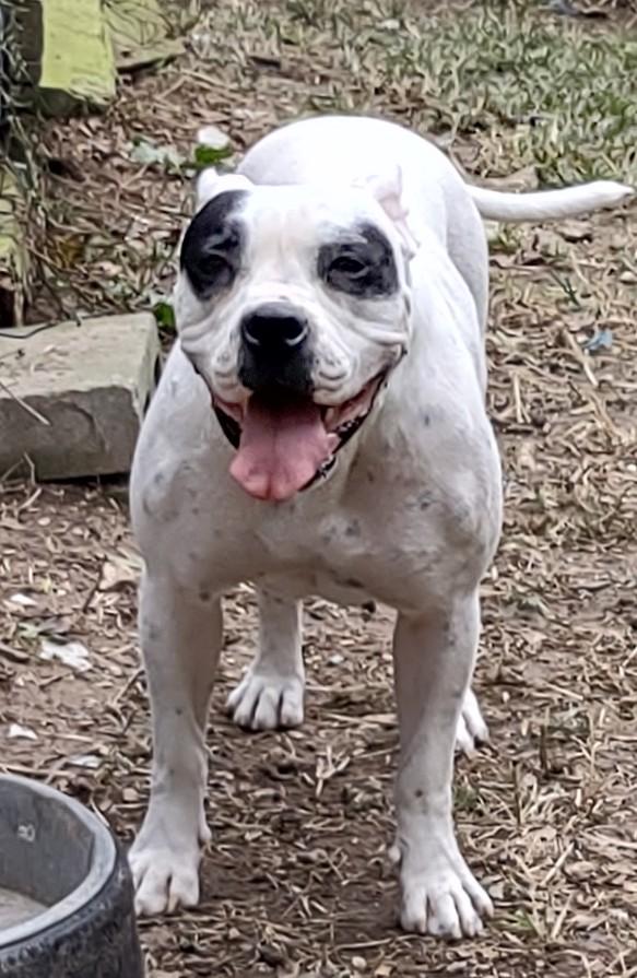 Brave Heart's Tanzina Vega | American Bulldog 