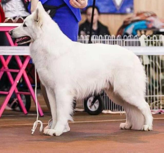 ARMANI GRAND | White Swiss Shepherd Dog 