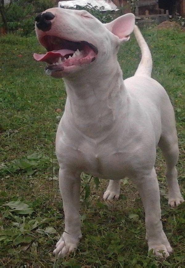 Bat Masterson | Bull Terrier 