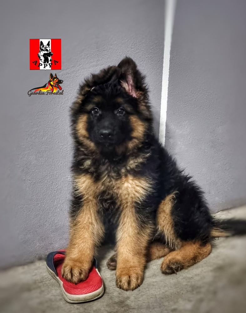 Berkut Guardia Forestal | German Shepherd Dog 