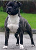 Sakima Soul for Chenoastaff | Staffordshire Bull Terrier 