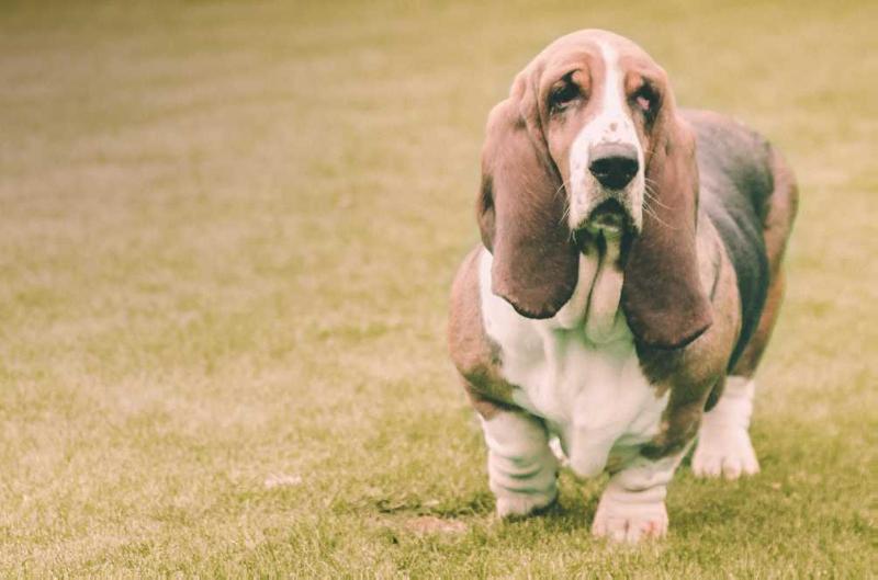 Erika de la Casa de la Atalaya | Basset Hound 