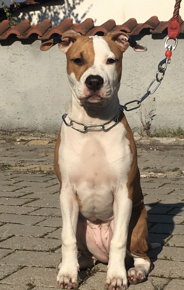 MELANIPPE THE DESPOTIC RULER | American Staffordshire Terrier 
