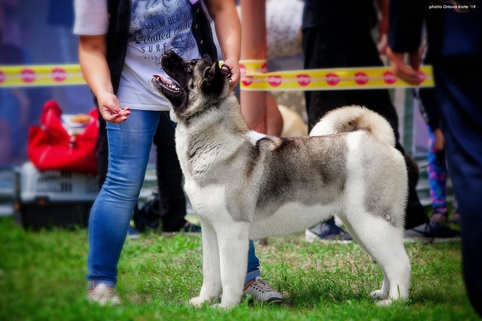 Tekila Iz Donskoy Liberii | Akita 