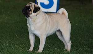 LLEO-SANMART-SHEMA NURIA | Pug 