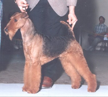 Blackheath's Ladyhawke | Airedale Terrier 