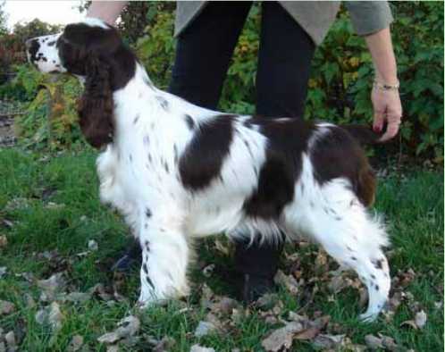 Calvdale Kept In The Dark | English Springer Spaniel 