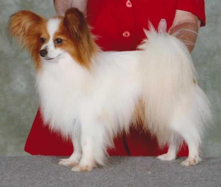 Solnechnaja Dubrava Fire Falcon | Papillon 