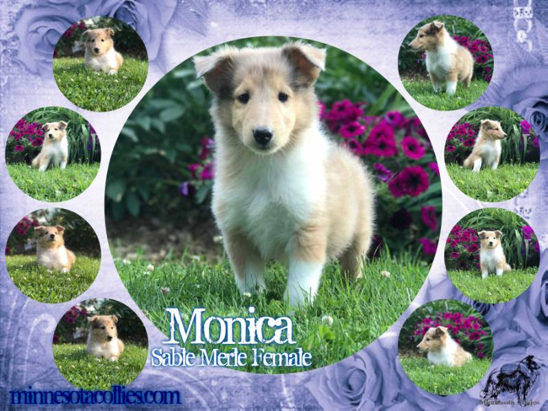 Monica | Rough Collie 