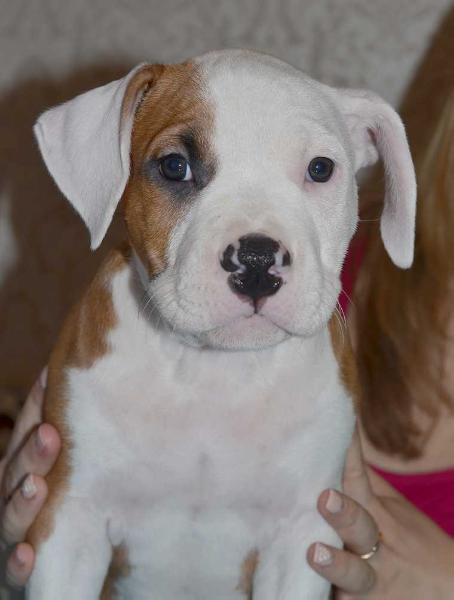 Laraki Borac Axel Haus Staff | American Staffordshire Terrier 