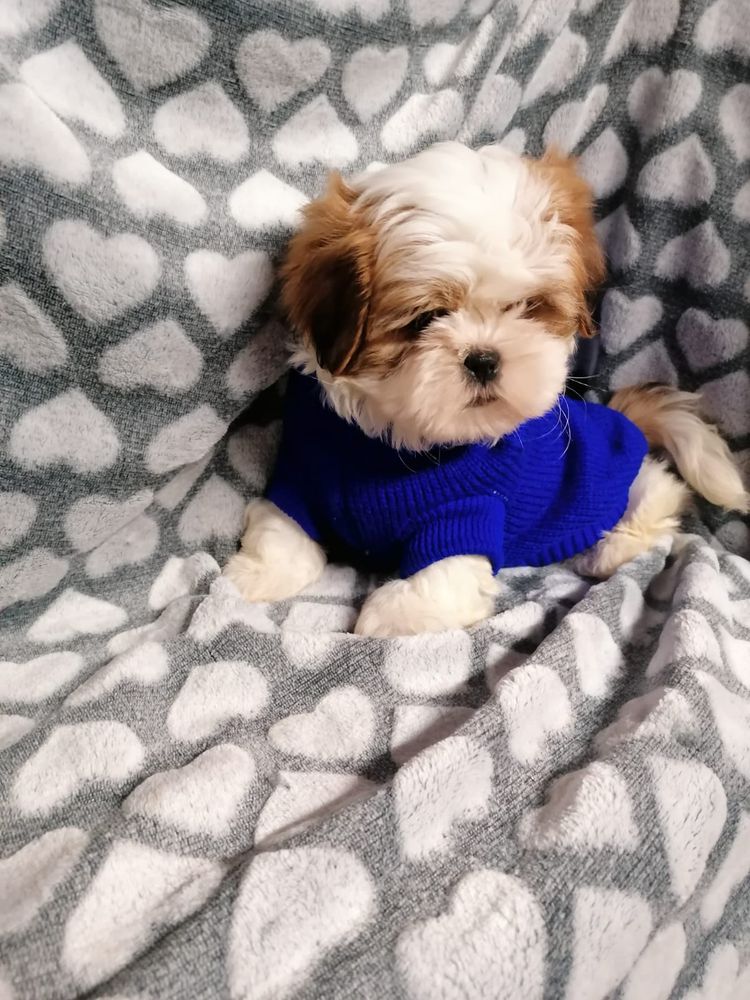 NABU DEL RANCH ALBA | Shih Tzu 