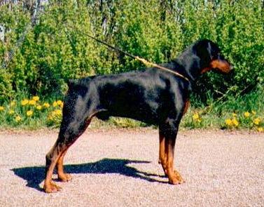 Kriegerhof Diablo Grande | Black Doberman Pinscher