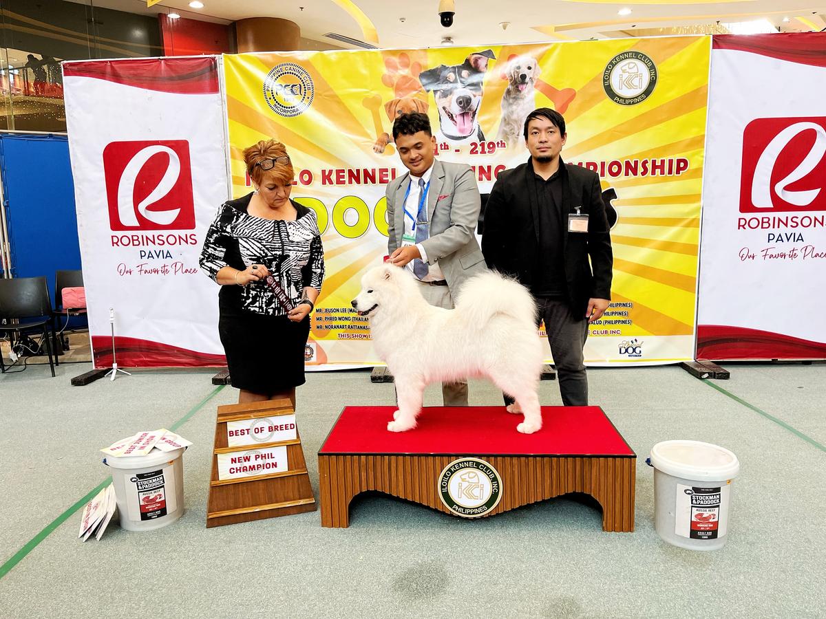 Snowball Empire Ph Agate | Samoyed 