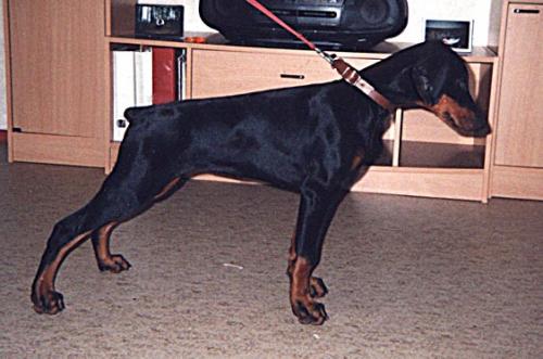 Toscanina's Athina Antoinet | Black Doberman Pinscher