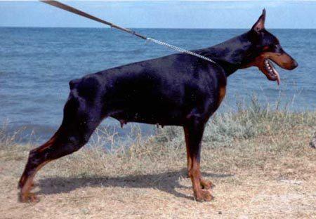 Ak-Yar Chesmena | Black Doberman Pinscher