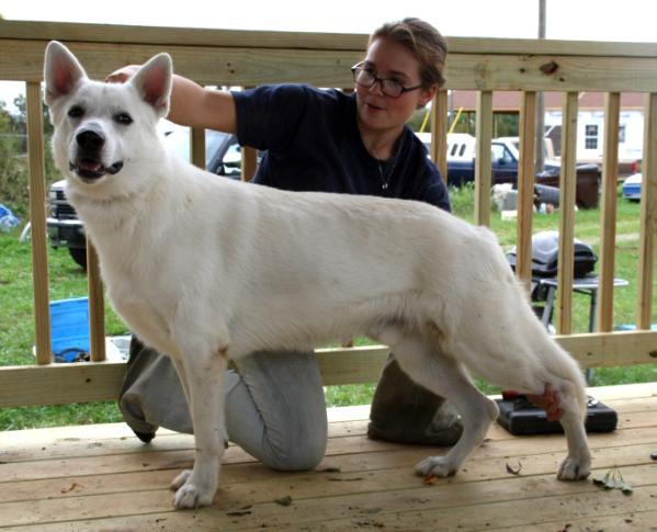 Paws Inn's DaVinci di Falconara | White Swiss Shepherd Dog 