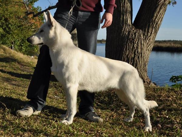 Chivas of Weiber Schaferhund FAB | White Swiss Shepherd Dog 