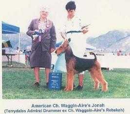 Waggin-Aire's Jonah | Airedale Terrier 
