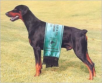 Graaf Genghis v. Neerlands Stam | Black Doberman Pinscher