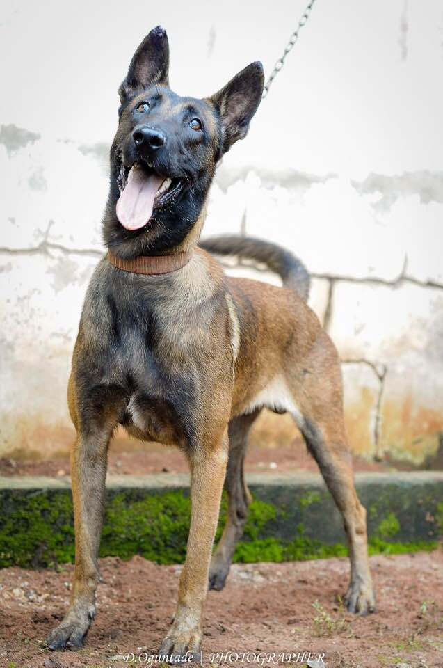 Obeda's Kal-El | Belgian Malinois 