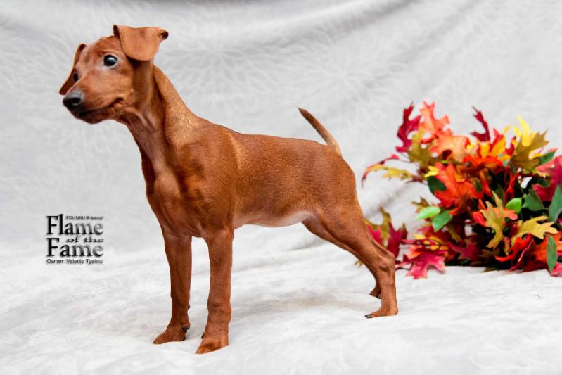 Flame Of The Fame Her Brilliance Lady Astra | Miniature Pinscher 