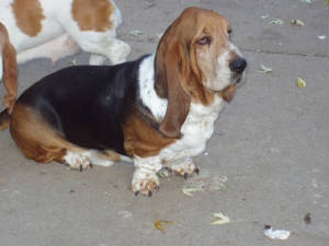 Shadow Moravia Bray | Basset Hound 