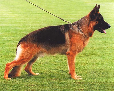 Pablo vom Steckenborn | German Shepherd Dog 