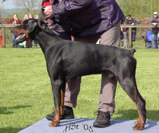 Nestor Les Deux Peupliers | Black Doberman Pinscher