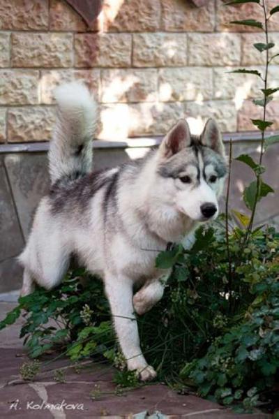 HUSKY HAVEN CHANCE FOR KAZAKHSTAN '2009' | Siberian Husky 