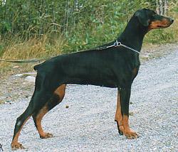 A'Dreams Qismet | Black Doberman Pinscher