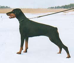 A'Dreams Velvet | Black Doberman Pinscher