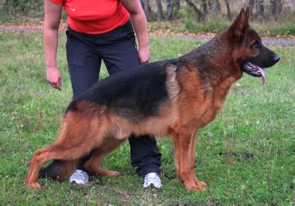 Ux de Intercanina | German Shepherd Dog 