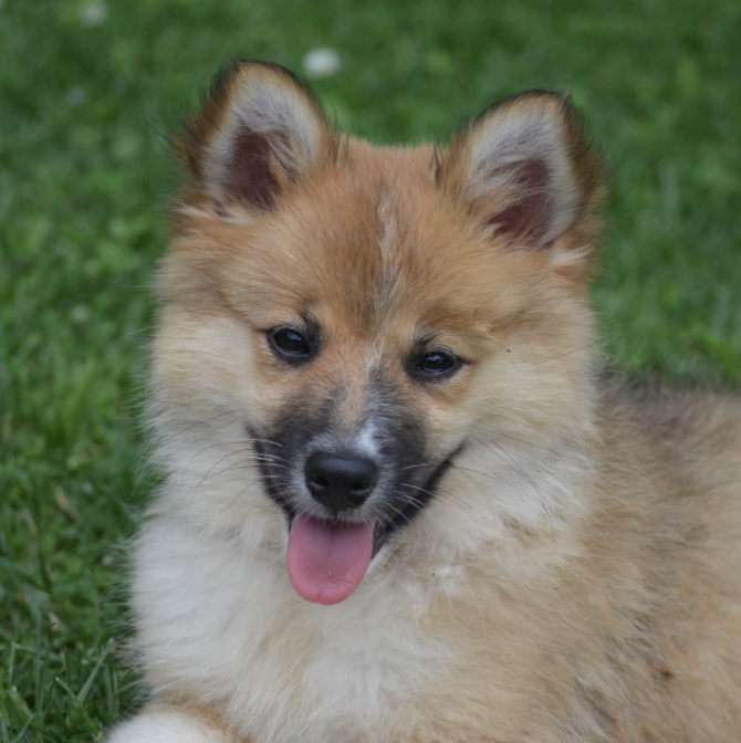 Caradoc's Wicked | Icelandic Sheepdog 