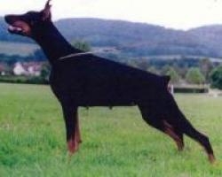 Caluna v. Toering | Black Doberman Pinscher