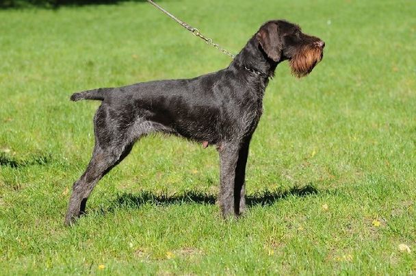 Nonatula Gina II | German Wirehaired Pointer 