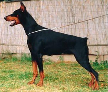 Chanell v. Brandenburg | Black Doberman Pinscher