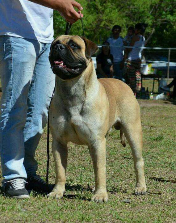 ABOUJARIA HUGO BE THE ONE | Bullmastiff 