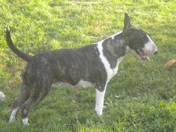 Ever Lord Bull Gotcha Madara Sabali | Bull Terrier 