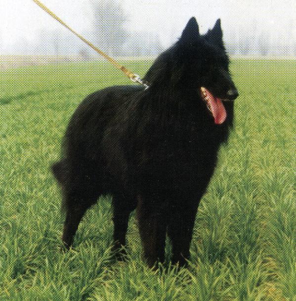 Lys du Parc de Pathyvel | Belgian Tervuren 