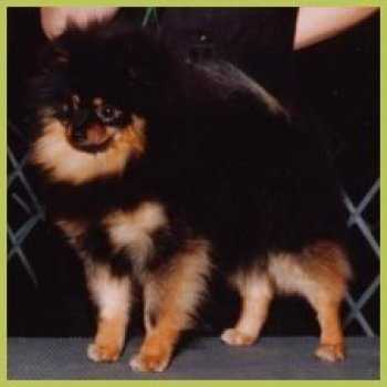 Wee Heart's Glen Iris Talisman | German Spitz 