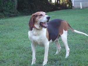 Honey Creek Spider | Treeing Walker Coonhound 