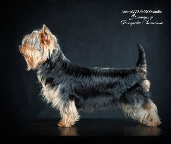 Cramons Avrora | Silky Terrier 